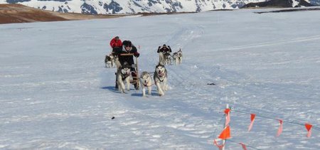 Sledahundar