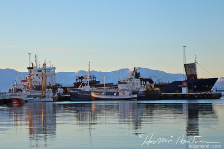 Falksea
