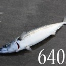 makrill.jpg